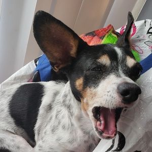 Meet your Posher, Frankie